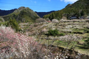 川売の梅